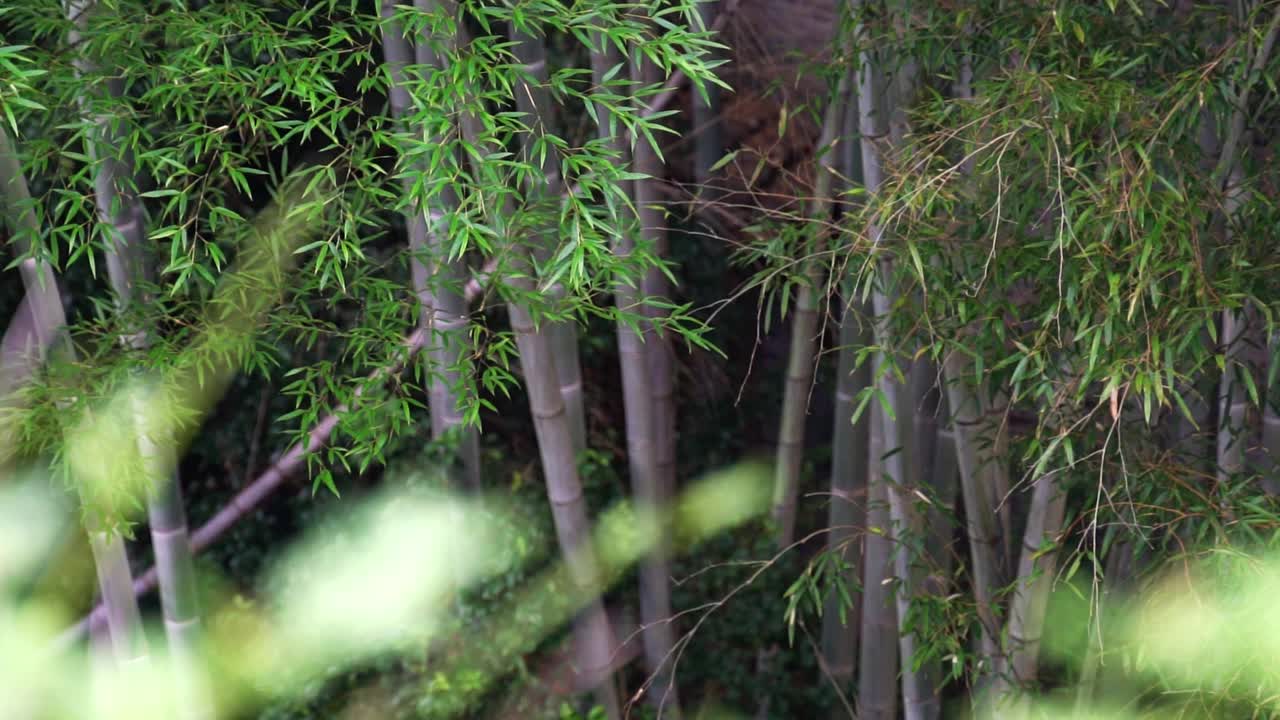 大的竹林视频素材