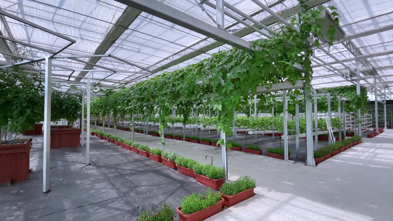 在美丽的现代园艺温室中种植蔬菜，新型农业技术视频素材