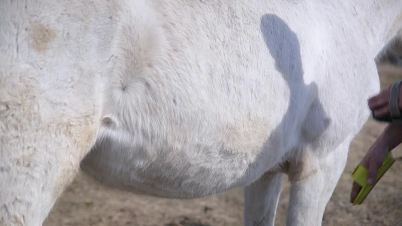 一个人用一种特制的刷子刷一匹白马。视频素材