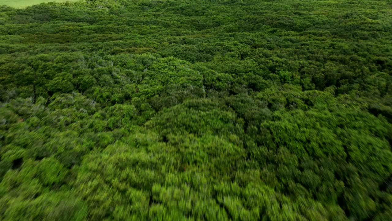 奥杜邦野生动物保护区河口- Currituck Sound，卡罗拉，北卡罗莱纳视频素材