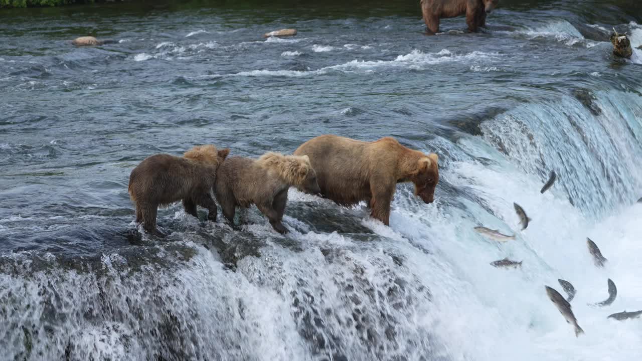 标题:在阿拉斯加卡特迈国家公园的布鲁克斯瀑布，棕熊(#128食草动物)和她的两个一岁的幼崽捕获了一只红鲑视频素材