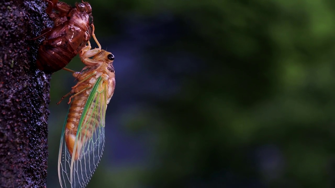 日本新出现的蝉在湿树皮上视频素材