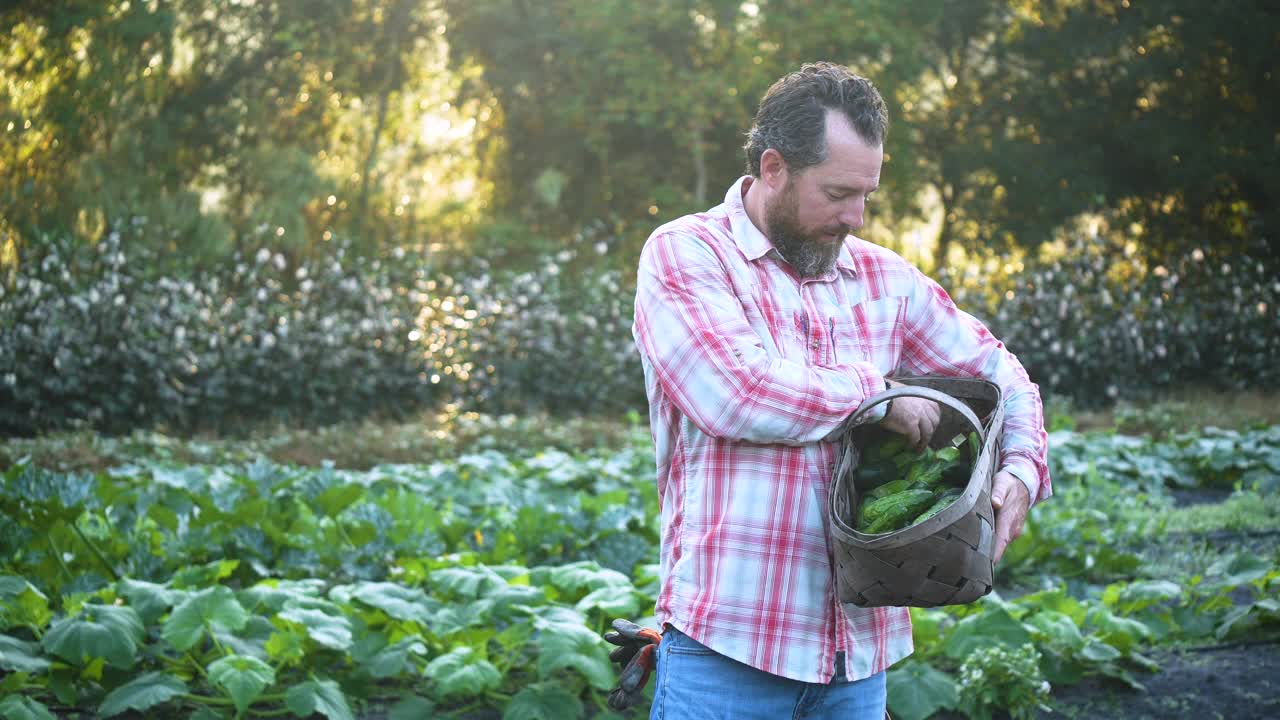 一名在农场收割蔬菜的男子对着镜头微笑视频素材