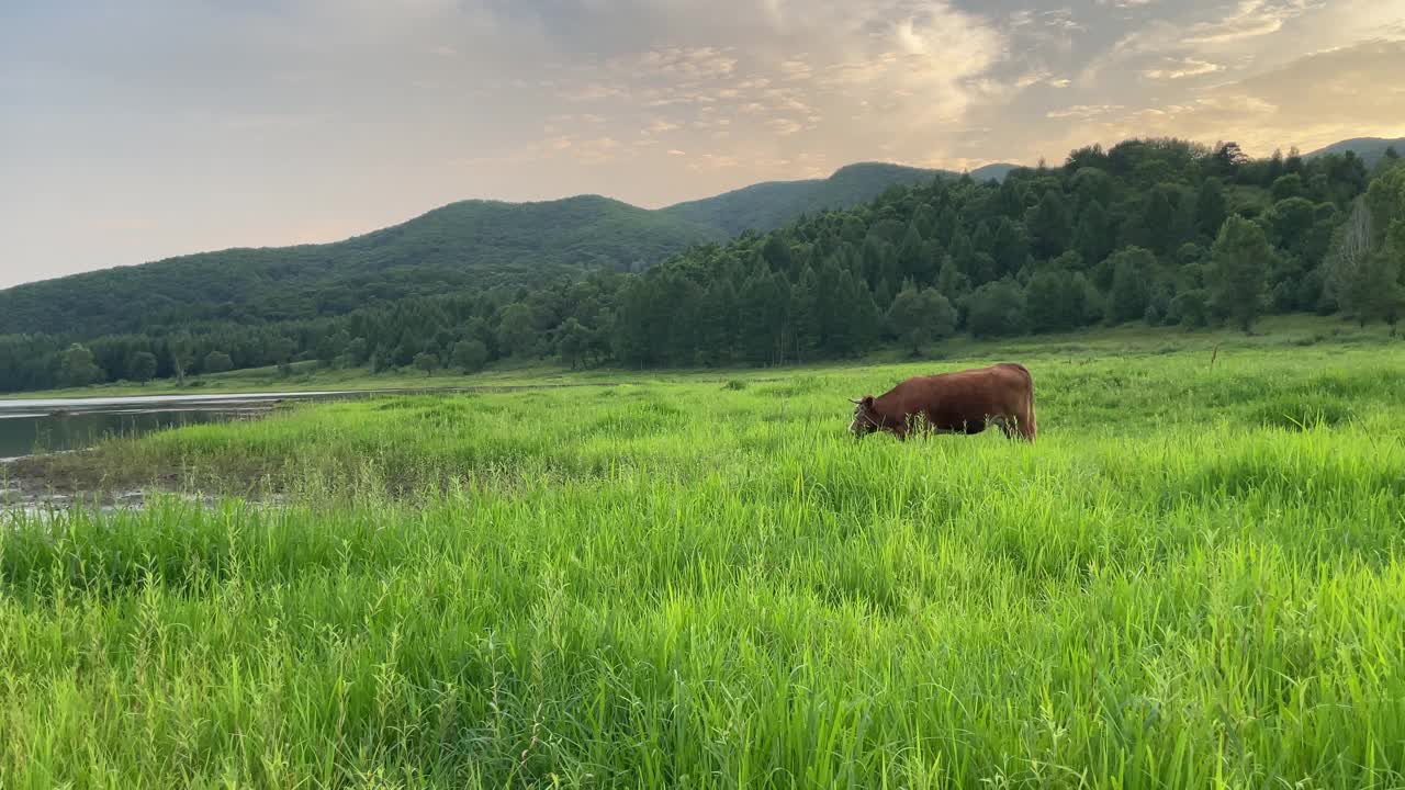 在草地上吃草的牛视频下载