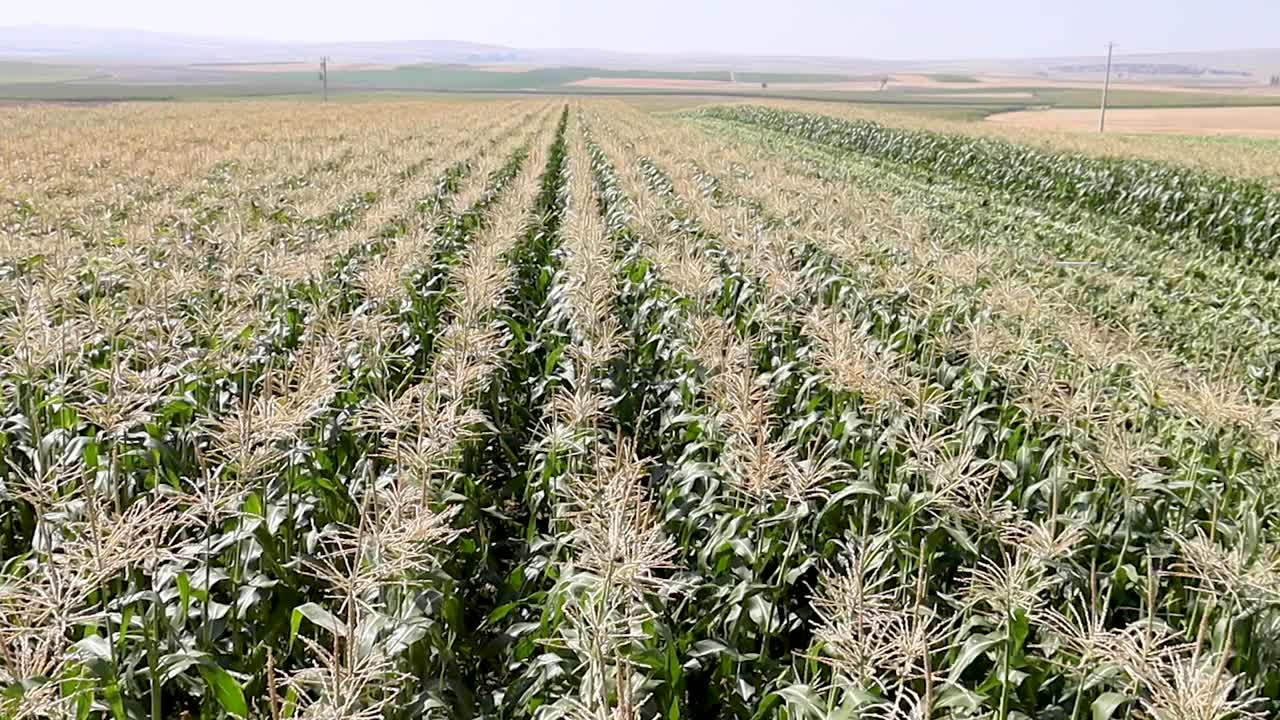 收割玉米的4K视频片段视频下载