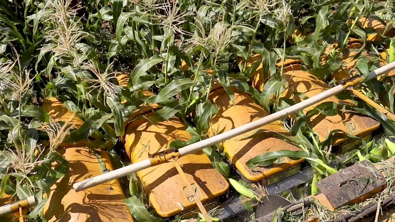 收割玉米的4K视频片段视频下载