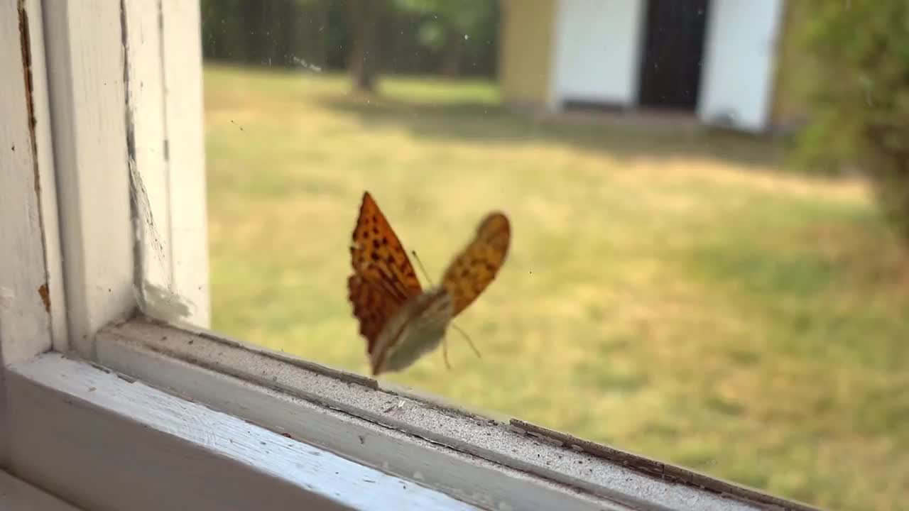 一只蝴蝶在夏天被夹在窗户后面视频下载