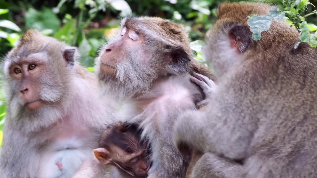 猕猴-乌布猴森林视频素材