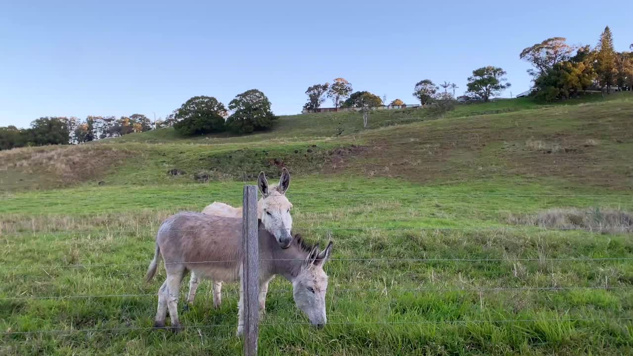 农村农场里的三只驴朋友视频下载