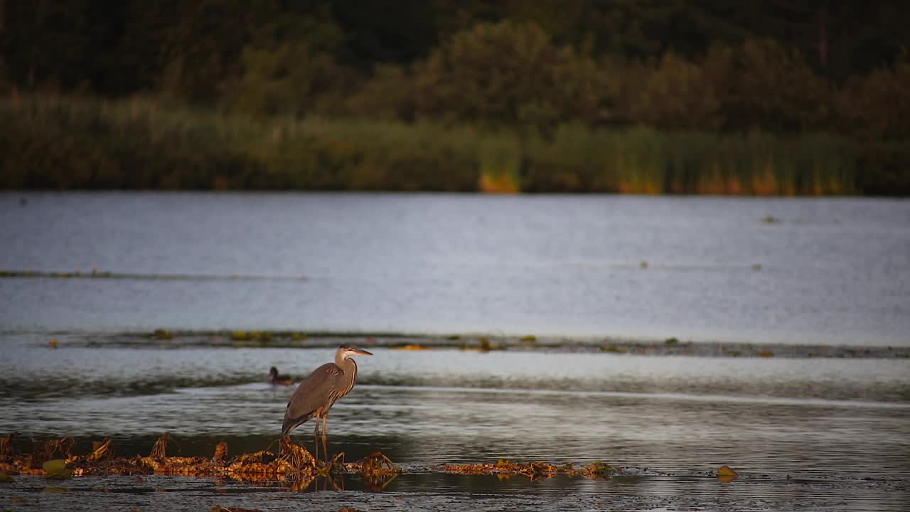 在魁北克的丹维尔，涉禽大蓝鹭野生水鸭池塘视频素材