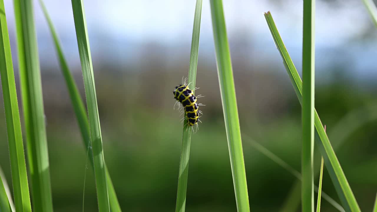 选择性聚焦在黑色和黄色的毛虫叶片上移动的毛虫或蠕虫。视频素材