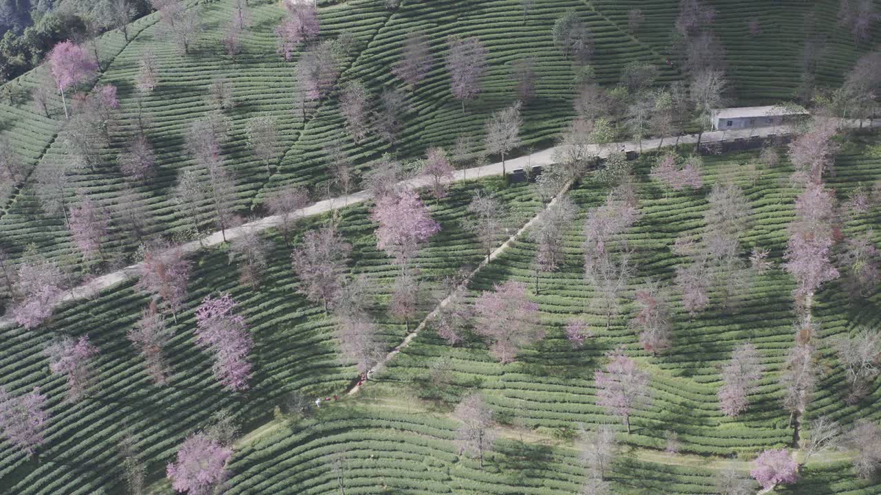 鸟瞰樱花盛开的茶园，云南，中国视频下载
