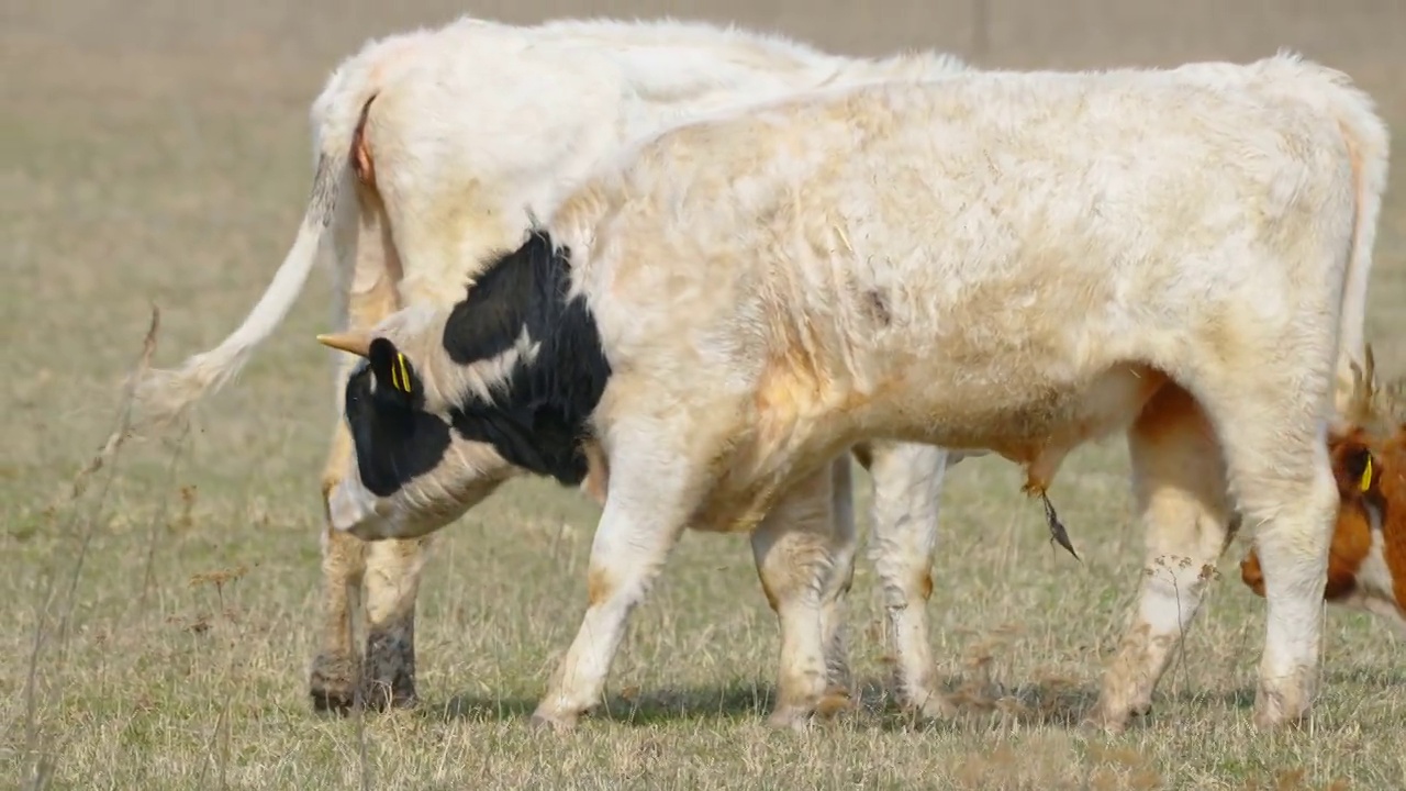 爱沙尼亚，两头白奶牛在吃地上的草视频下载