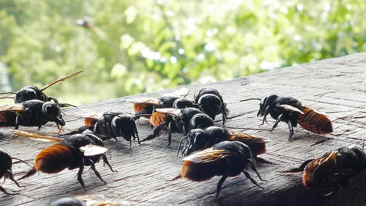 巨型蜜蜂吃木头上的矿物质。视频下载