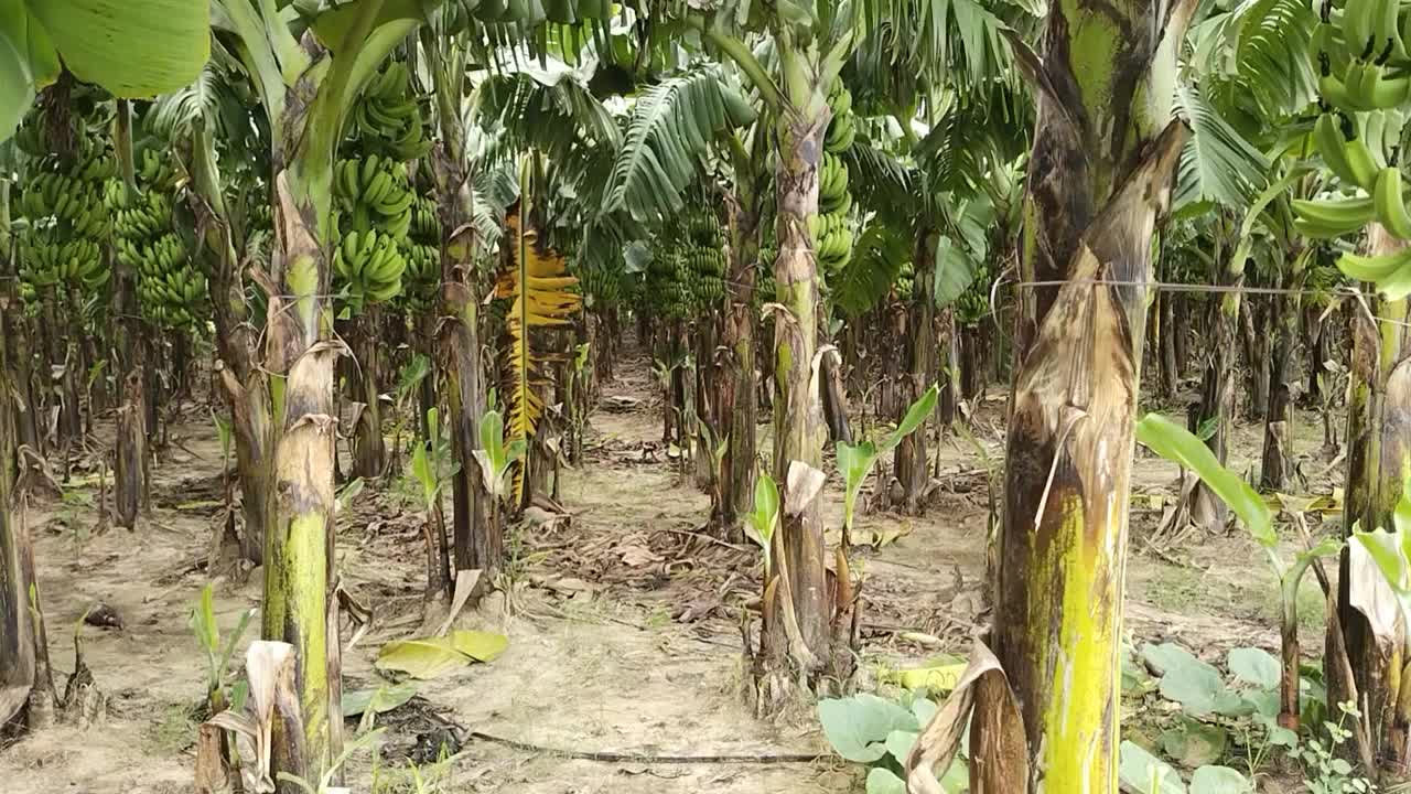 香蕉领域视频下载