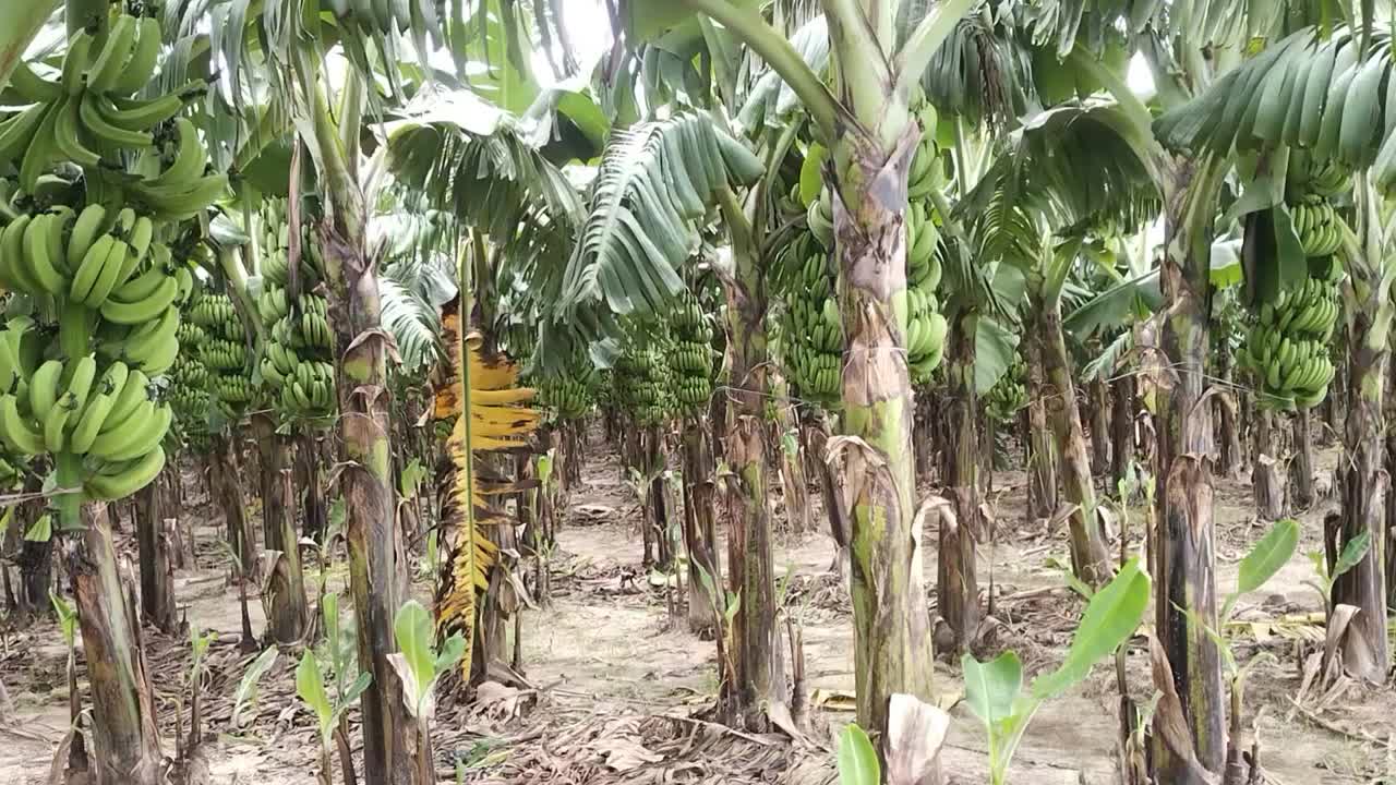 香蕉领域视频下载