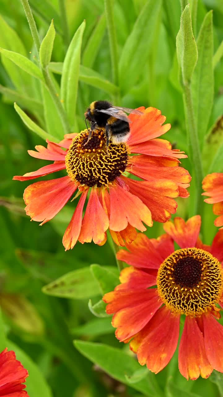 大黄蜂正忙着从花上采集花粉视频下载