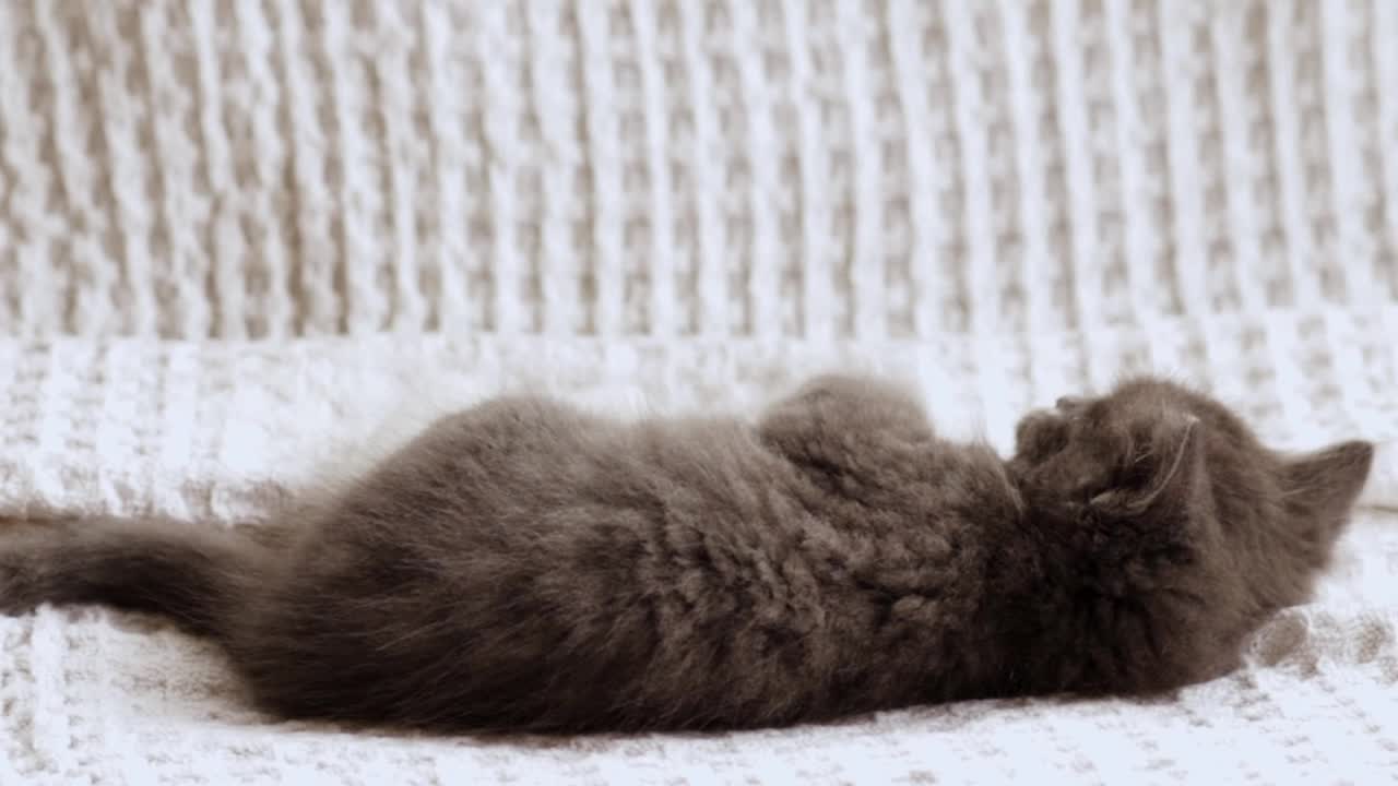 小猫躺在毯子里，可爱的小猫躺在床上，家养动物，家养宠物视频素材