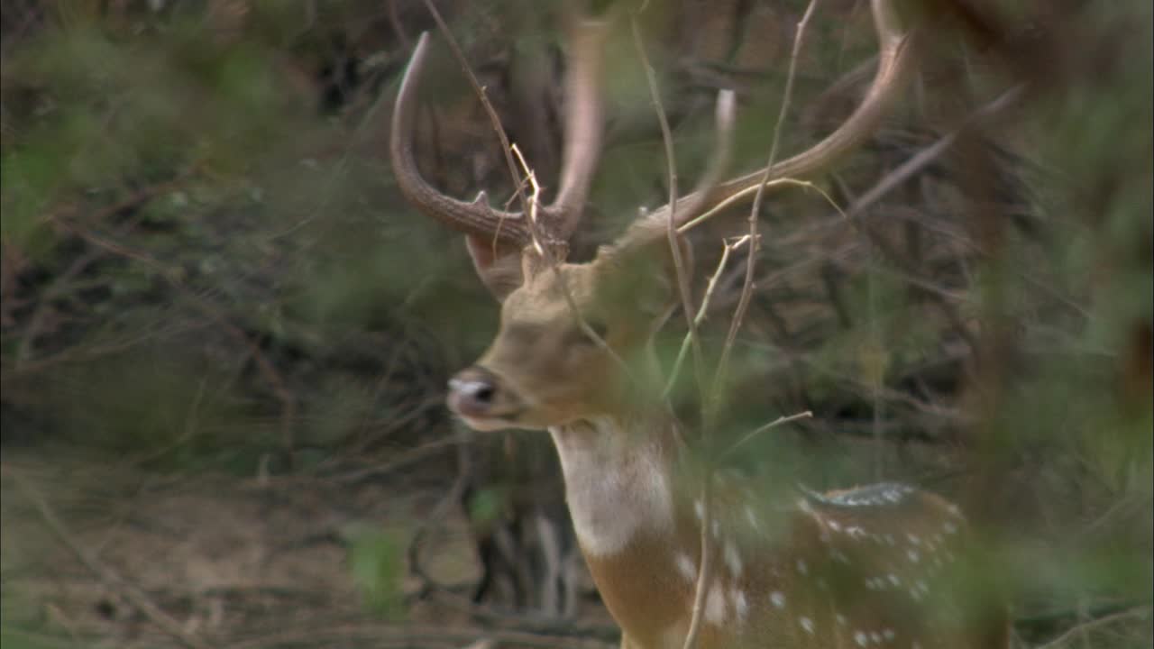 公花斑鹿盯着相机-中景视频素材
