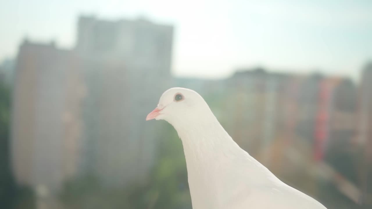 白色的鸽子坐在窗台上，背景是住宅视频下载
