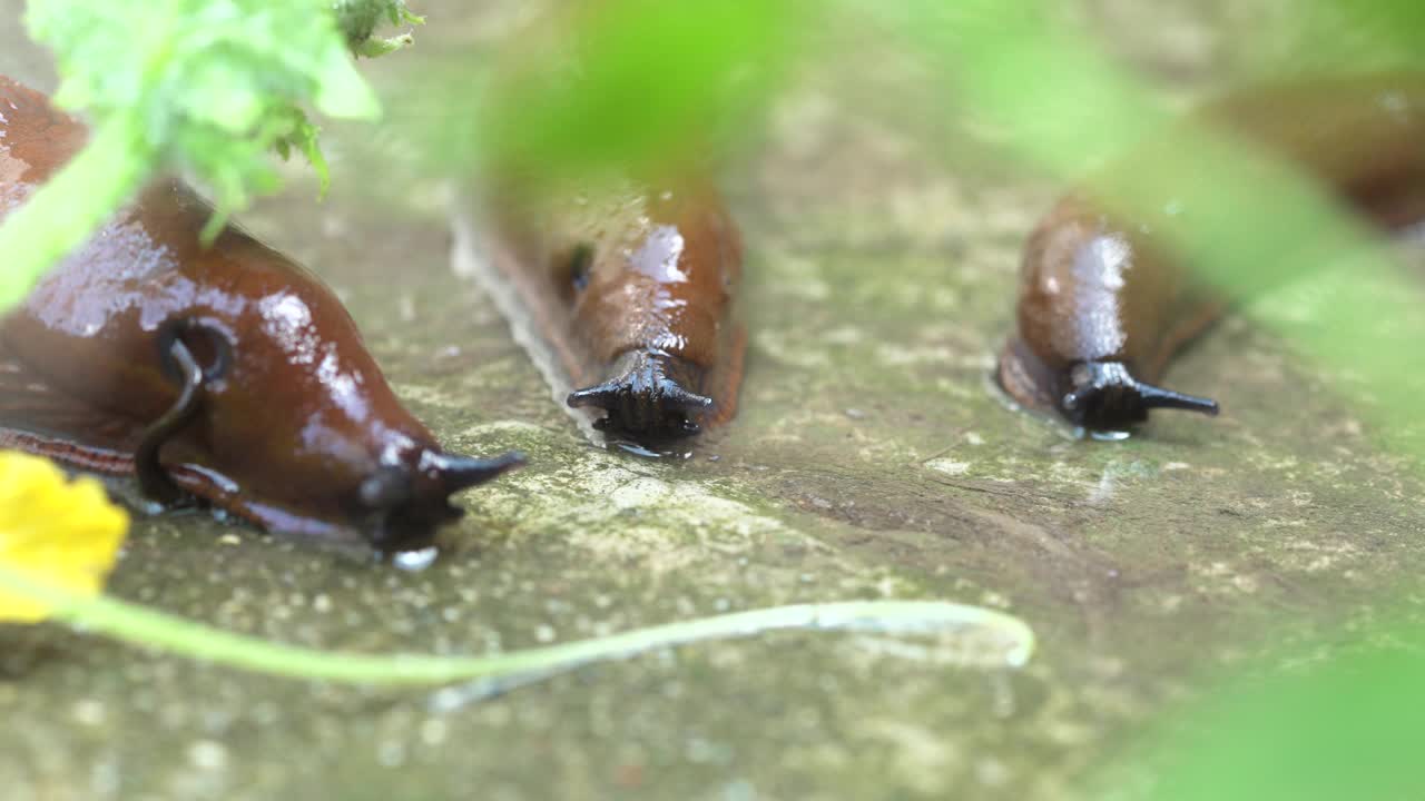 园艺害虫西班牙圆背蛞蝓正在打开它的和移动到收割过剩的攻击在欧洲。学名Arion vulgaris Arion lusitanicus视频下载