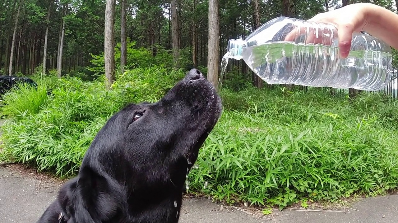 在炎热的夏天，口渴的狗狗伸出舌头喝水视频下载