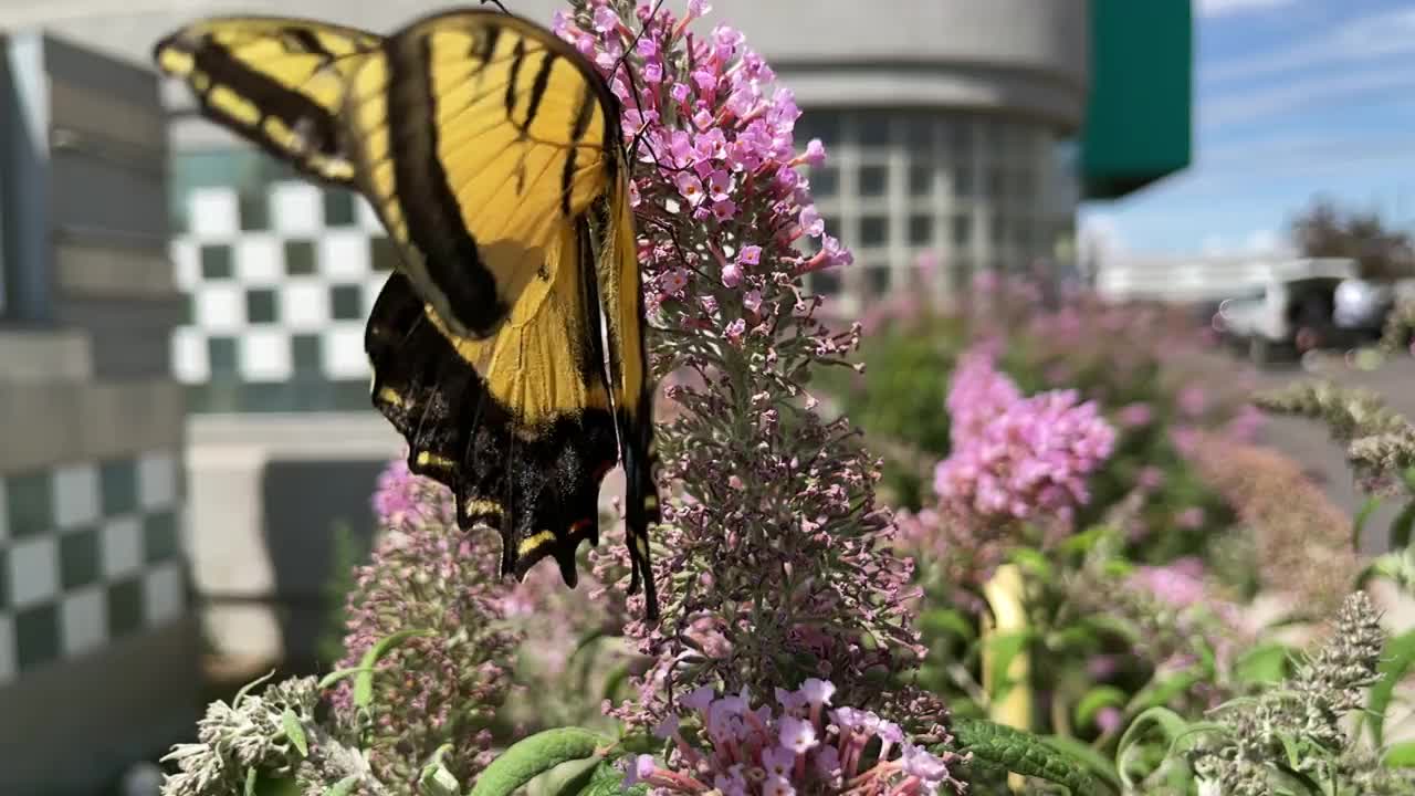 燕尾蝶在紫花盛开慢动作视频视频下载
