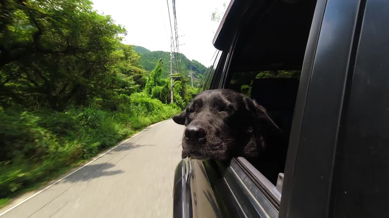 大狗喜欢在开车时探出车窗视频素材