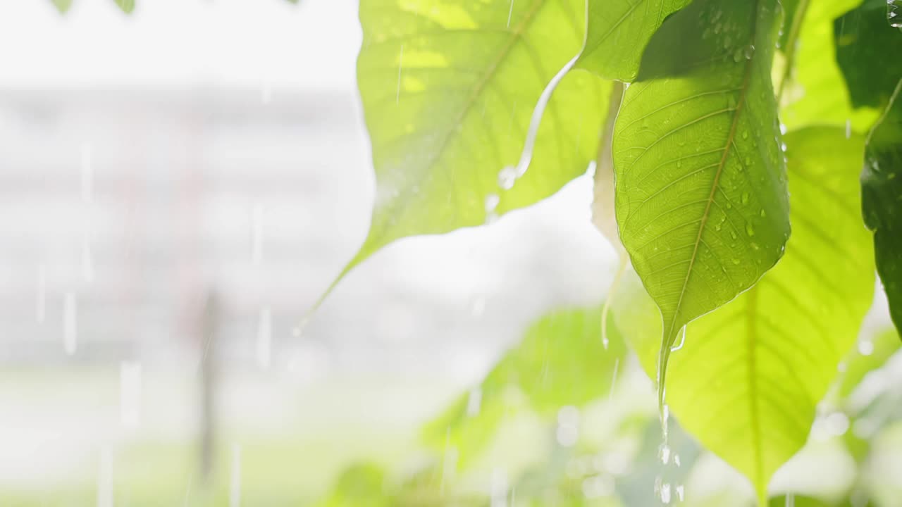 在雨天的绿色树叶上流淌的水滴与明亮的背景，绿色自然的生态理念视频素材