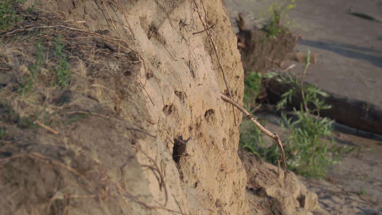 燕子在悬崖上筑巢。视频素材