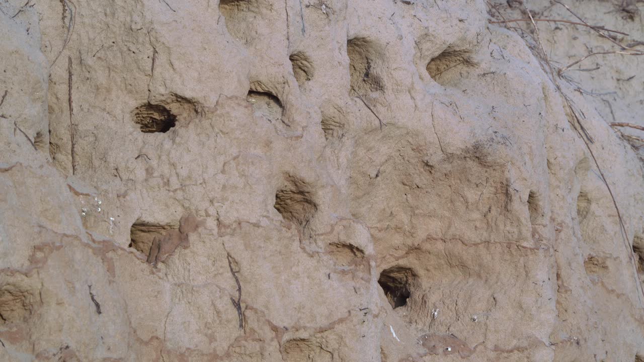 燕子在悬崖上筑巢。视频素材