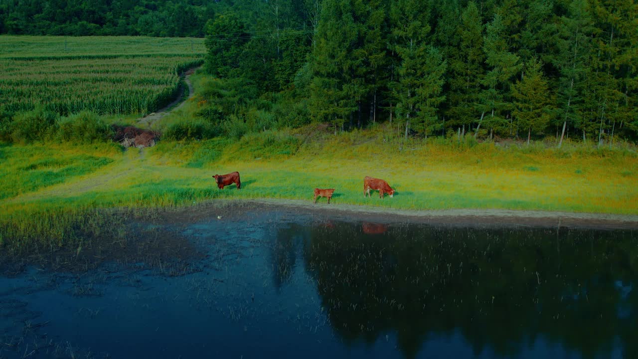 在草地上吃草的牛视频素材
