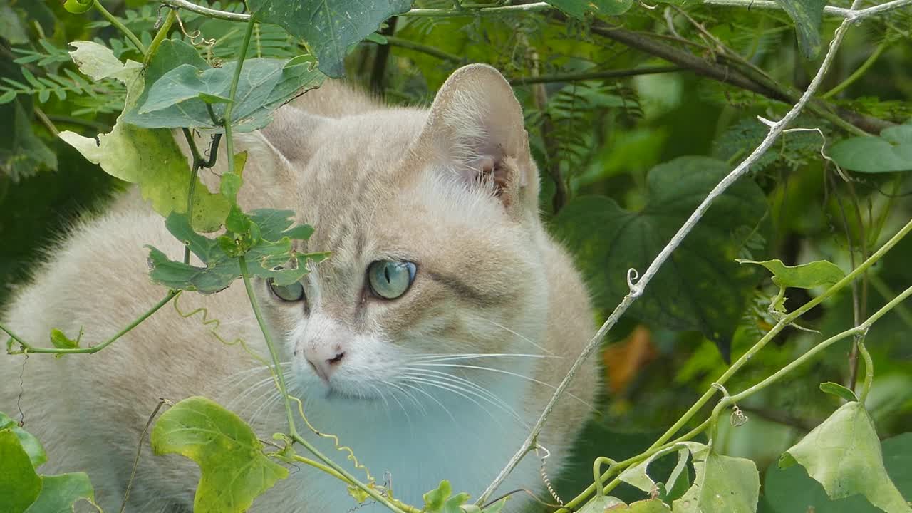 家猫在后院里休息。视频素材