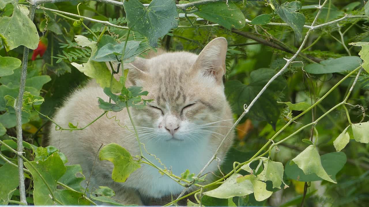 家猫在后院里休息。视频素材