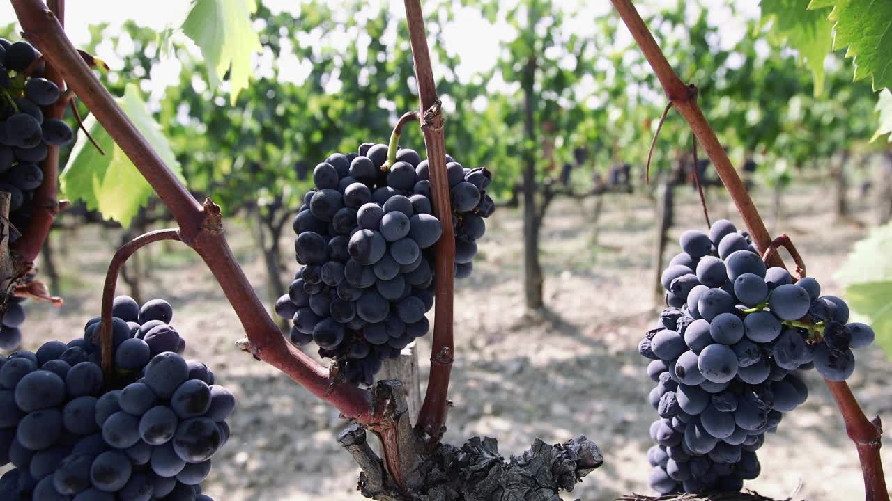 葡萄酒酿造的葡萄收获故事:在托斯卡纳工作的酿酒师视频素材