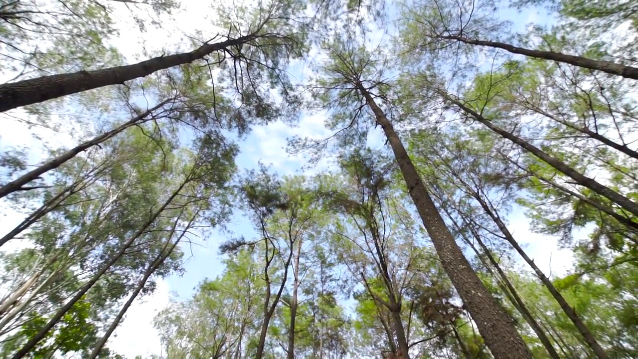 青翠的松树和蓝天的风景视频下载