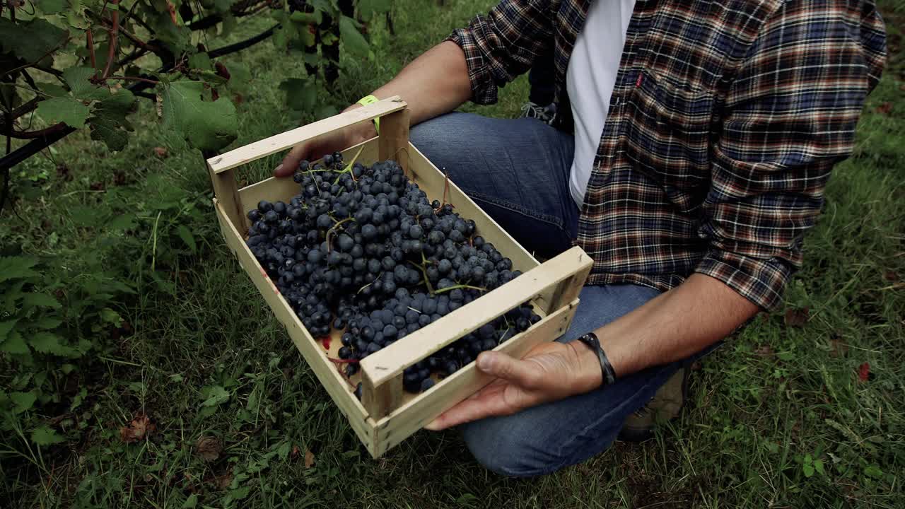 葡萄酒酿造的葡萄收获故事:特伦蒂诺的意大利复仇视频素材