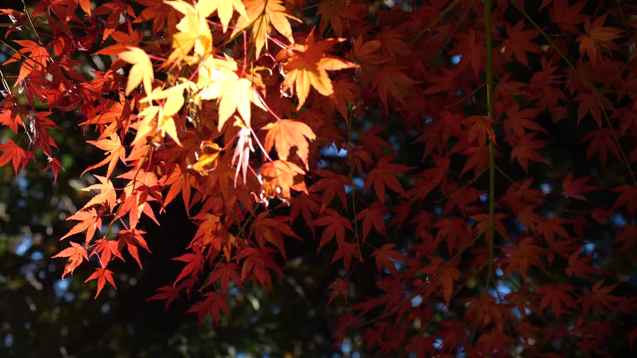 红色的树叶。从正下方拍摄。视频素材