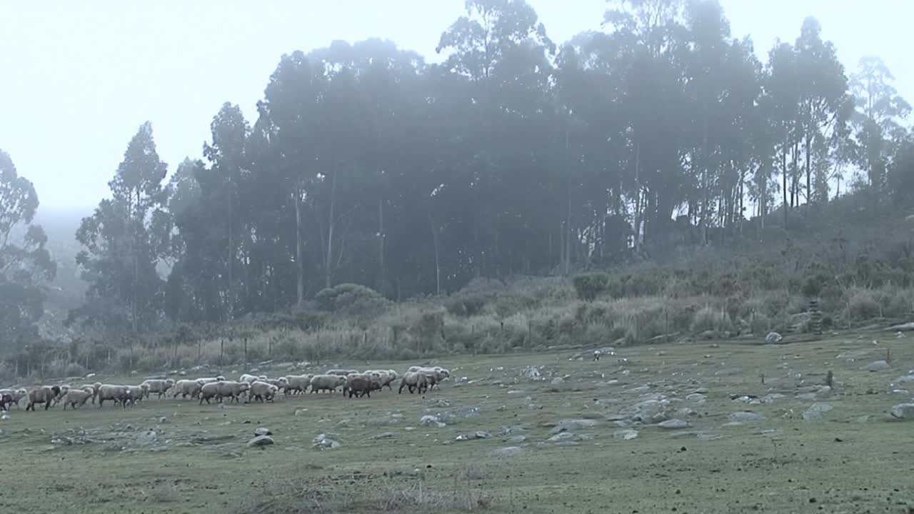 农夫和他的狗在田野里放羊，阿根廷布宜诺斯艾利斯省坦迪勒。视频素材