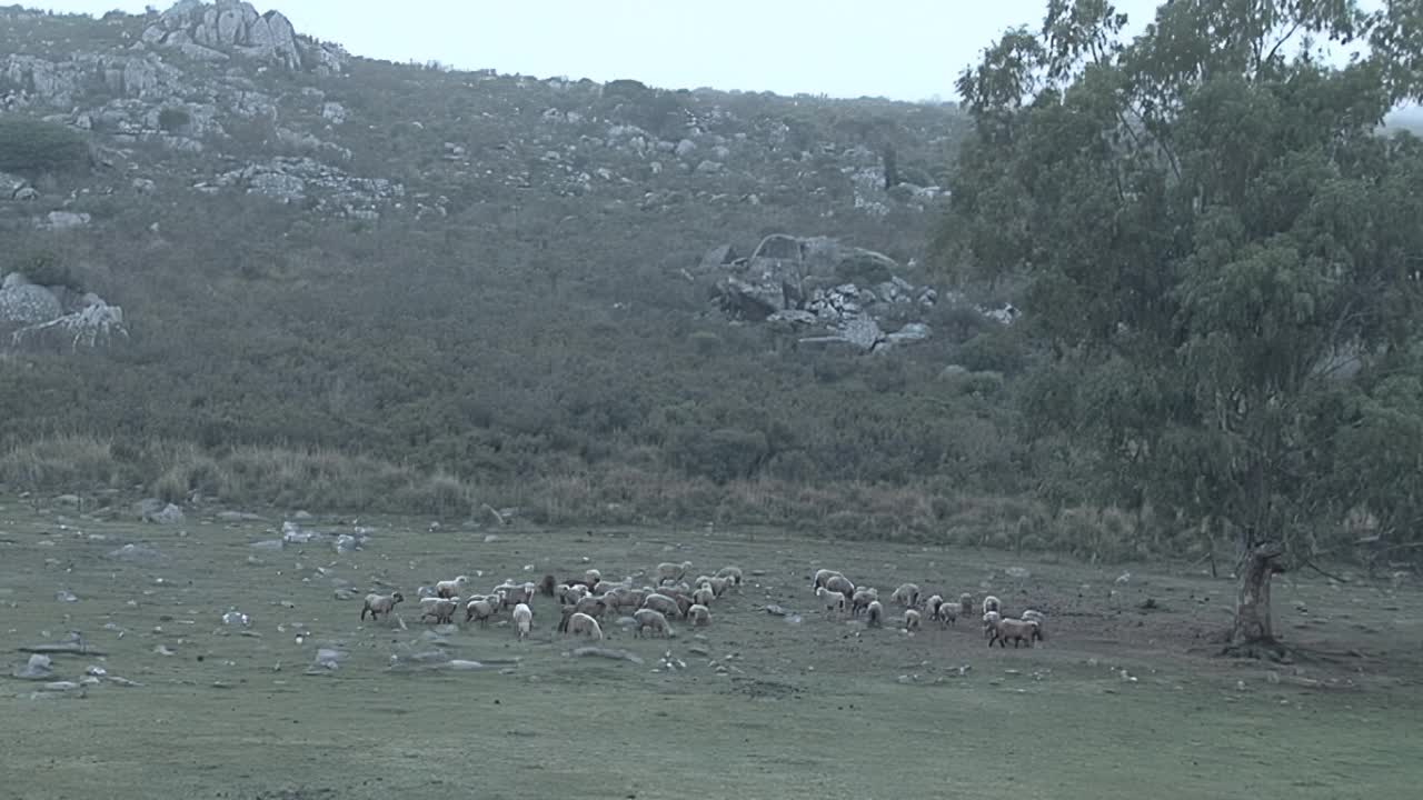 农夫和他的狗在田野里放羊，阿根廷布宜诺斯艾利斯省坦迪勒。视频素材