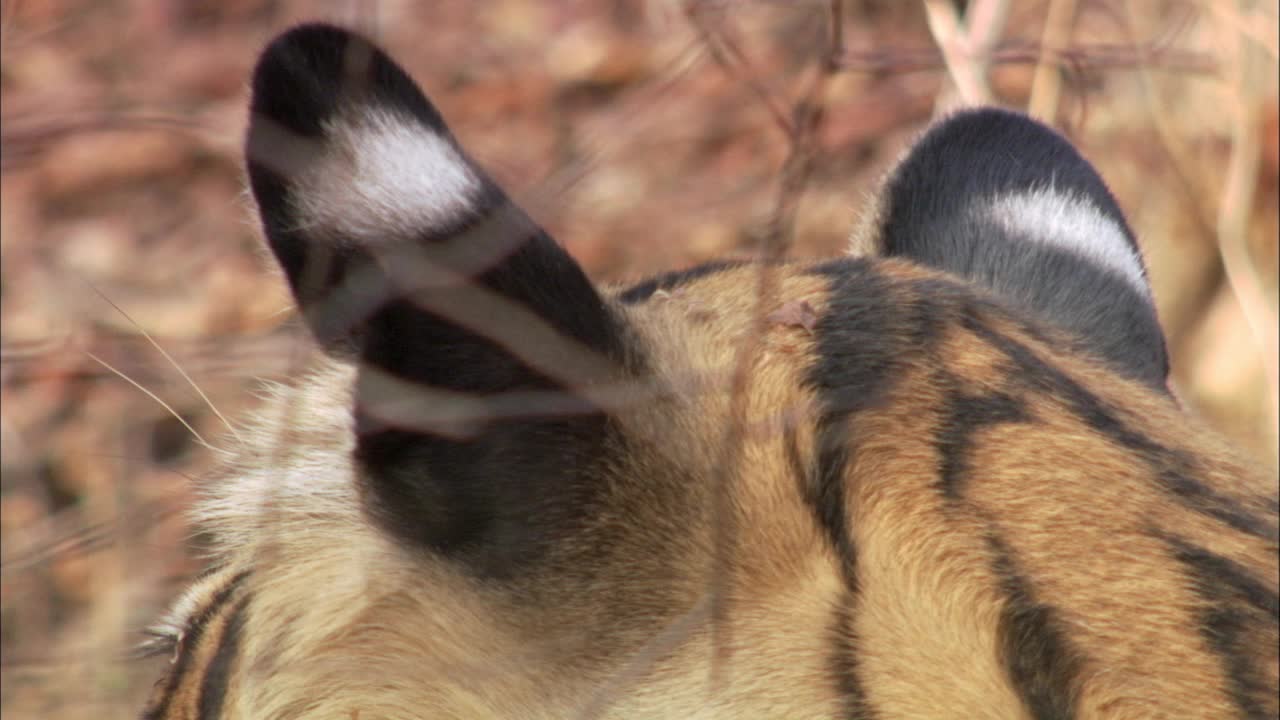 老虎耳朵的特写镜头，老虎在灌木丛中休息-后视图视频下载