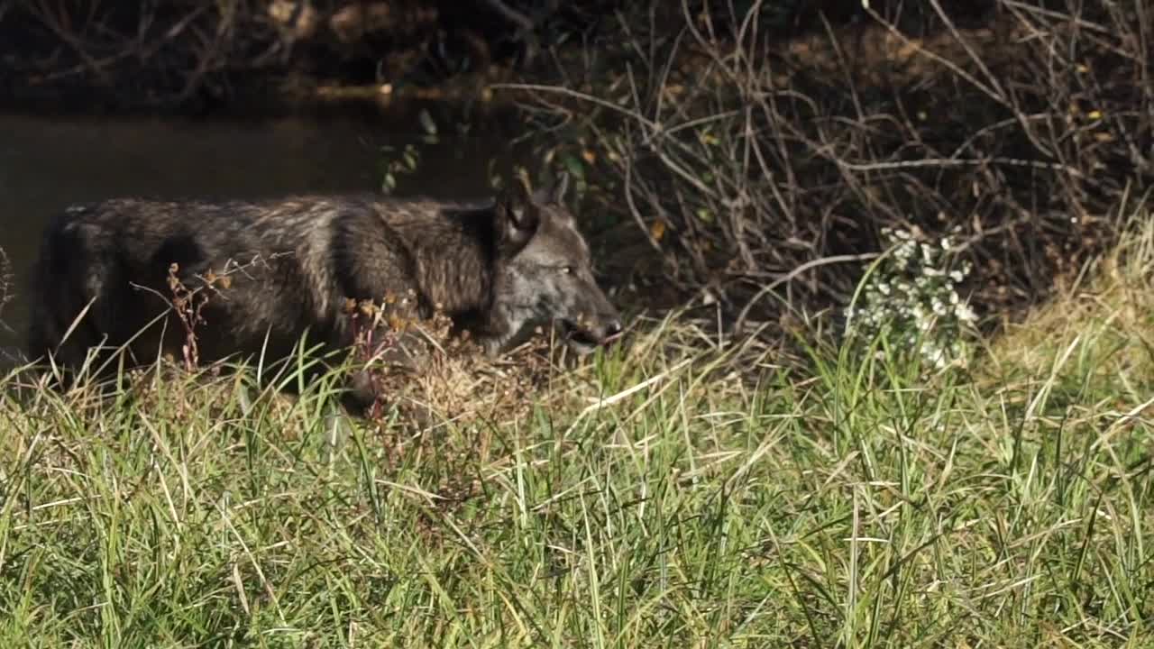 黄石公园-狼走/怀俄明州，美国视频素材
