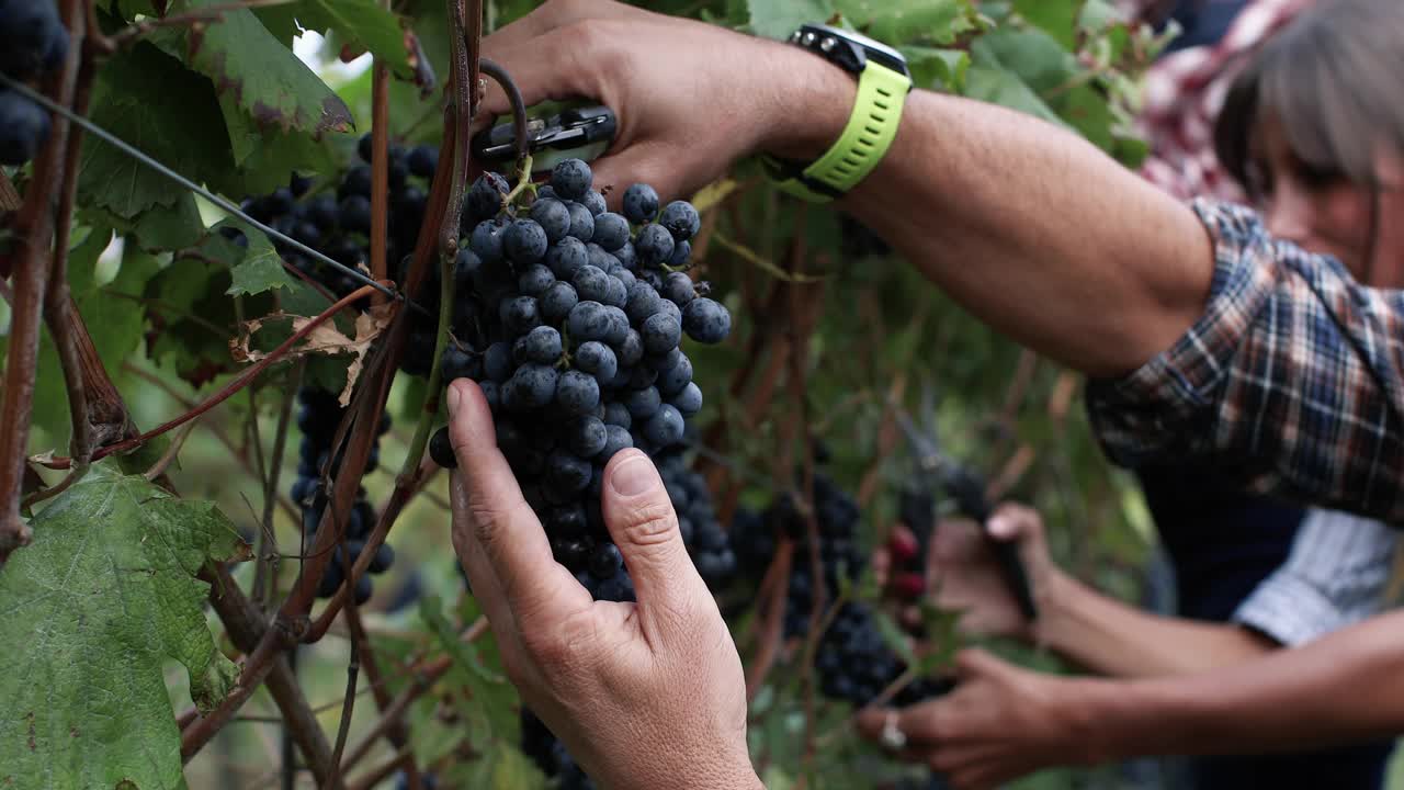 葡萄酒酿造的葡萄收获故事:特伦蒂诺的意大利复仇视频素材