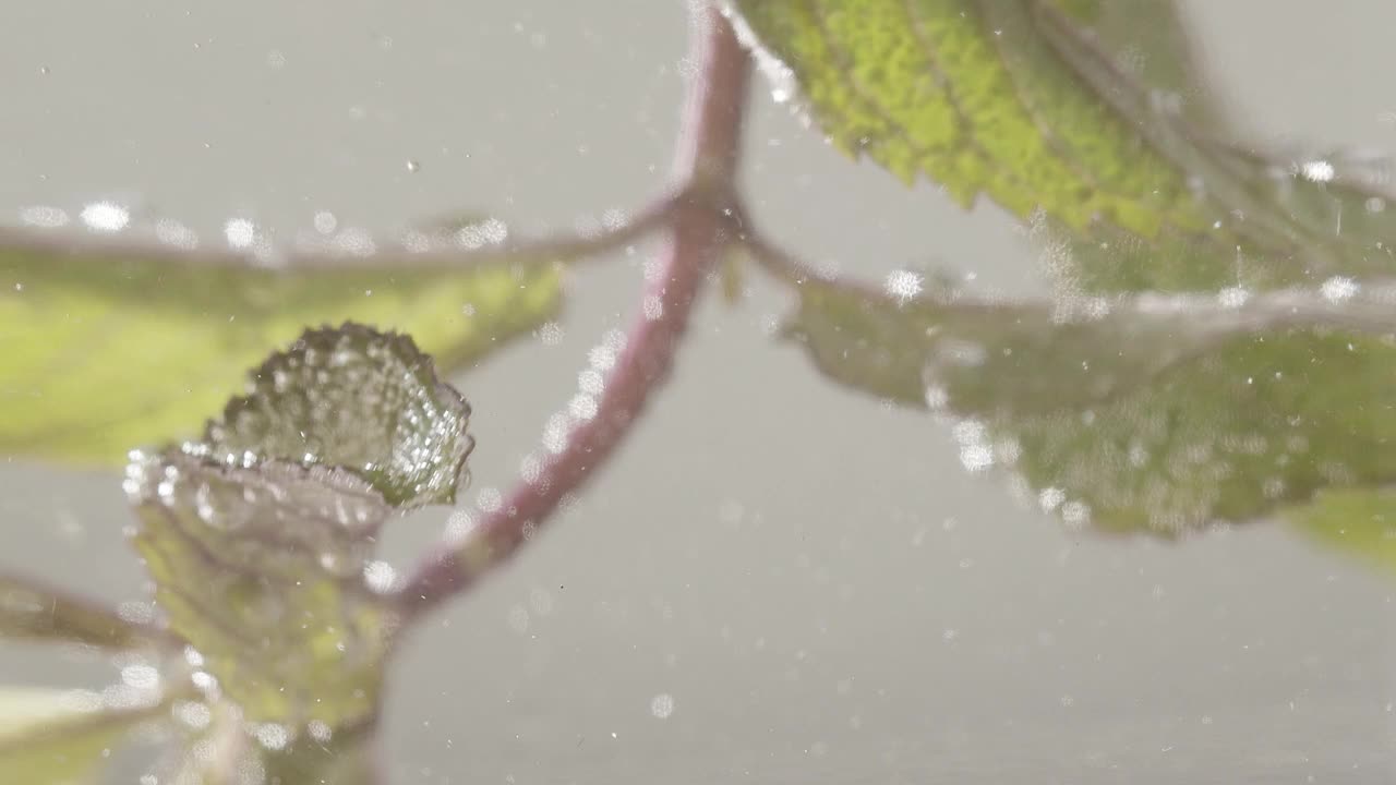 绿色的薄荷叶漂浮在清澈透明的水中，新鲜的薄荷叶可以做成柠檬水视频素材