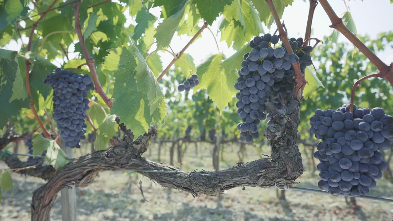 葡萄采摘用于酿酒的故事:在托斯卡纳工作的酿酒学家视频下载