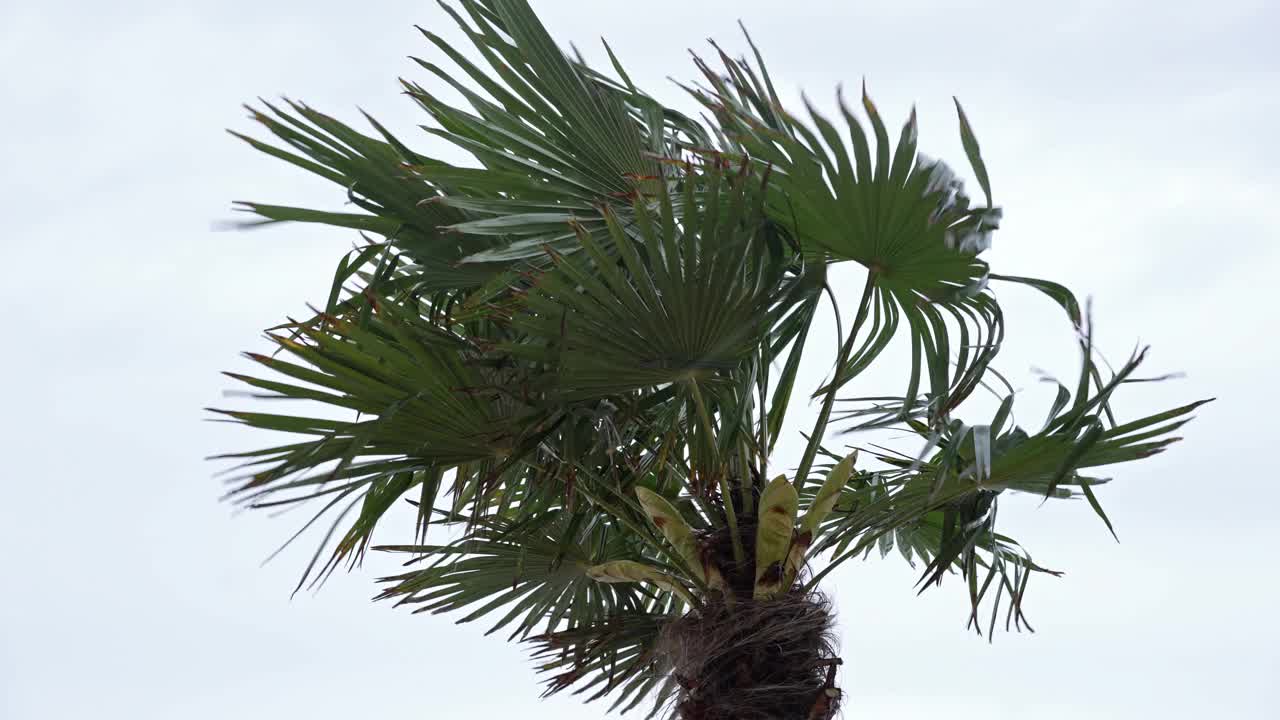 强风吹在棕榈树上视频素材