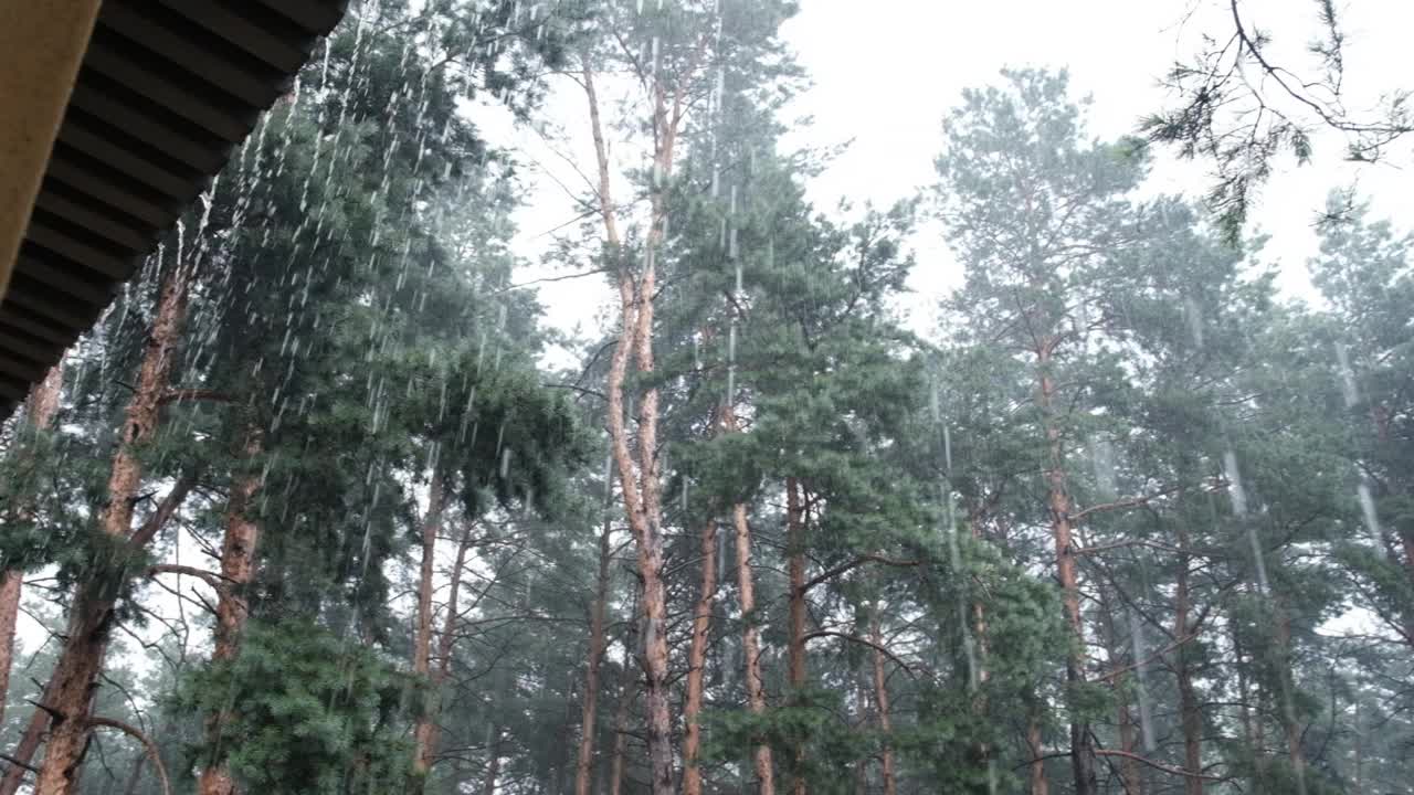 阴沉的松林大雨期间，树干和树冠通过雨滴视频素材