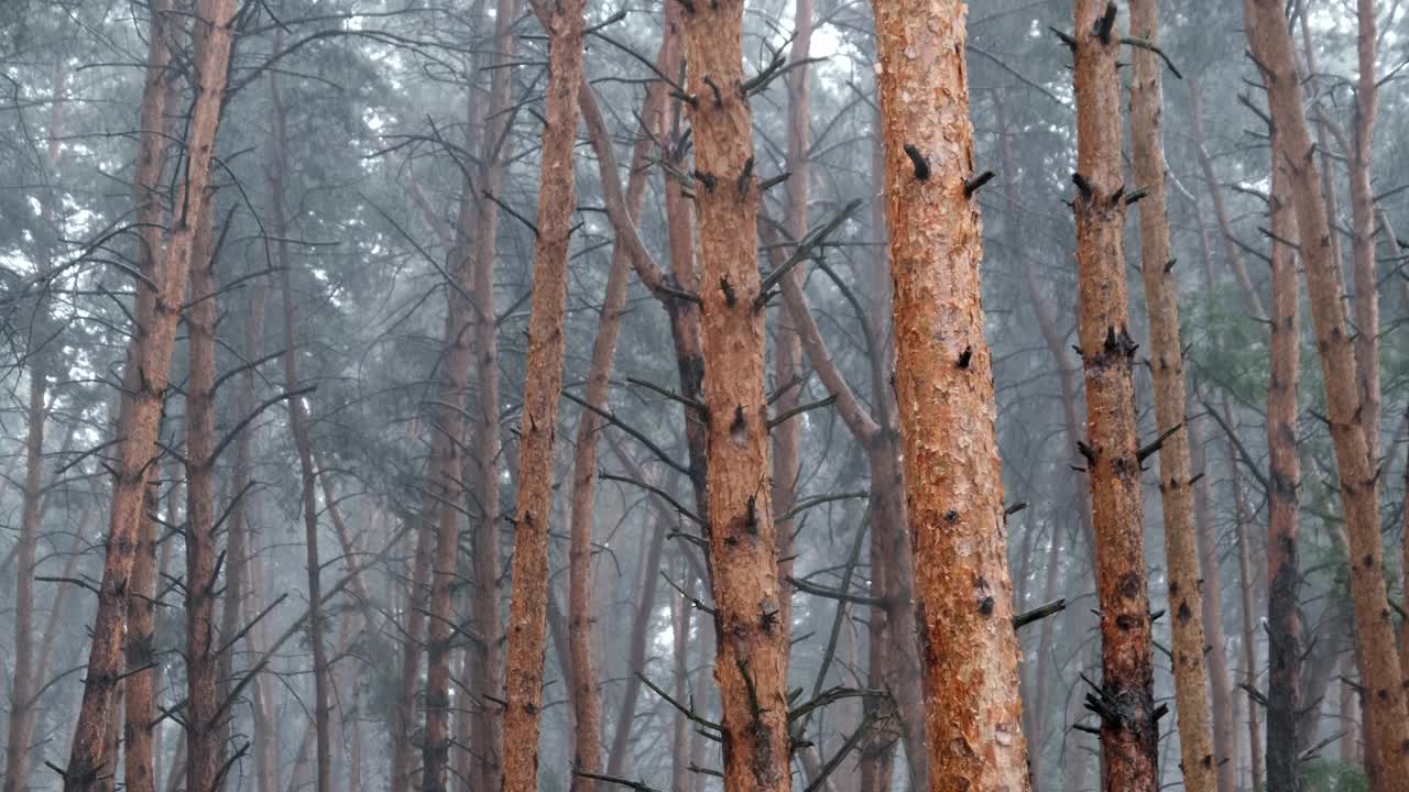 阴沉的松林大雨期间，树干和树冠通过雨滴视频素材