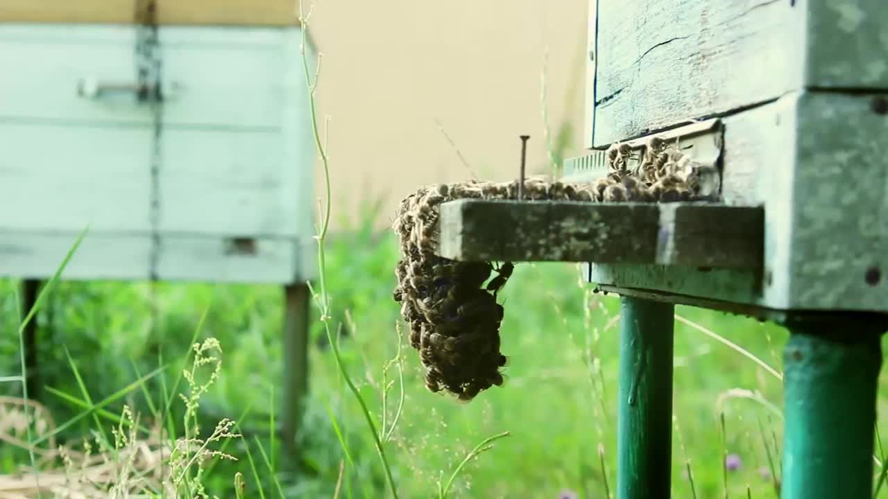蜂房和蜜蜂视频素材