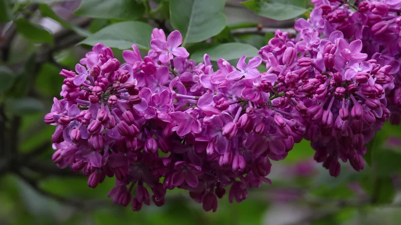 合上新鲜的紫丁香花视频素材